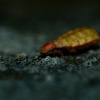 Svetluska vetsi - Lampyris noctiluca - Glow Worm 8262